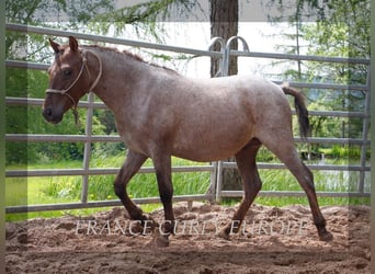 Curly Horse, Hengst, 2 Jahre, 130 cm