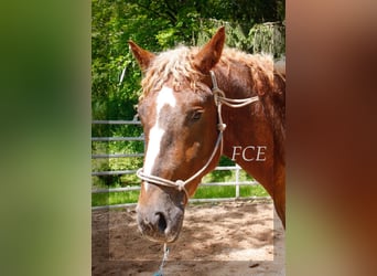 Curly Horse, Hengst, 2 Jahre, 150 cm, Dunkelfuchs