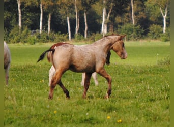 Curly Horse, Hengst, 2 Jahre, 150 cm, Falbe