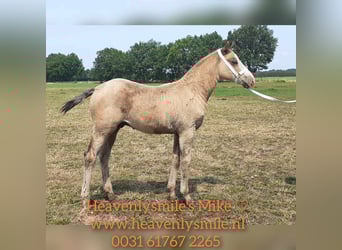 Curly Horse, Hengst, 2 Jahre, 150 cm, Falbe
