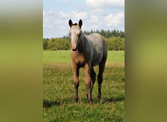 Curly Horse, Hengst, 2 Jahre, 150 cm, Falbe