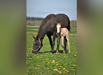 Curly Horse, Hengst, 2 Jahre, 150 cm, Falbe