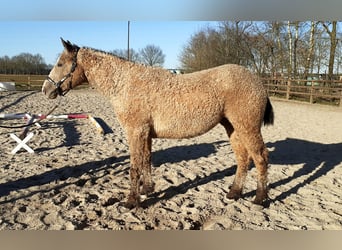 Curly Horse, Hengst, 2 Jahre, 150 cm, Falbe