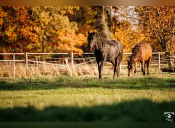 Curly Horse, Hengst, 2 Jahre, 154 cm, Brauner
