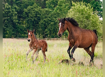 Curly Horse, Hengst, 2 Jahre, 154 cm, Brauner