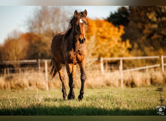 Curly Horse, Hengst, 2 Jahre, 154 cm, Brauner