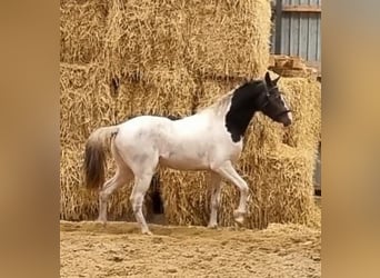 Curly Horse, Hengst, 2 Jahre, 154 cm, Dunkelbrauner