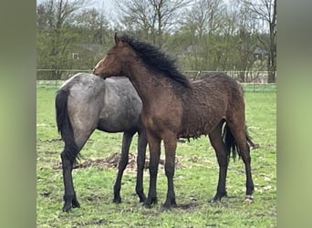 Curly Horse, Hengst, 2 Jahre, 154 cm, Dunkelbrauner