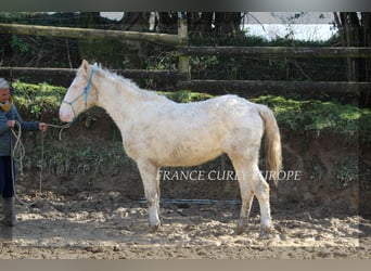 Curly Horse Mix, Hengst, 2 Jahre, 156 cm, Perlino