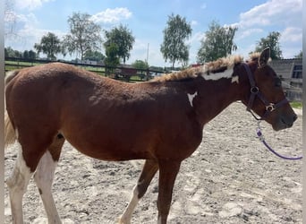 Curly Horse, Hengst, 3 Jaar, 135 cm