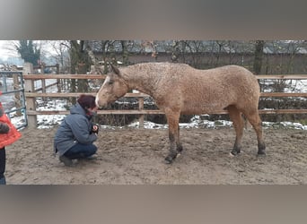 Curly Horse, Hengst, 3 Jaar, 150 cm, Falbe