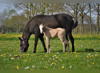 Curly Horse, Hengst, 3 Jaar, 150 cm, Falbe