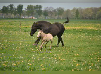 Curly Horse, Hengst, 3 Jaar, 150 cm