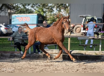 Curly Horse, Hengst, 3 Jaar, 155 cm, Roodvos