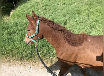 Curly Horse, Hengst, 3 Jaar, 155 cm, Roodvos