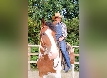 Curly Horse, Hengst, 3 Jaar, 162 cm, Gevlekt-paard
