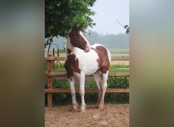 Curly Horse, Hengst, 3 Jaar, 164 cm, Tobiano-alle-kleuren