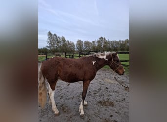 Curly Horse, Hengst, 3 Jahre, 135 cm