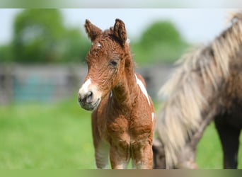 Curly Horse, Hengst, 3 Jahre, 135 cm