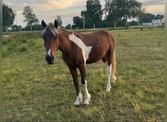 Curly Horse, Hengst, 3 Jahre, 135 cm