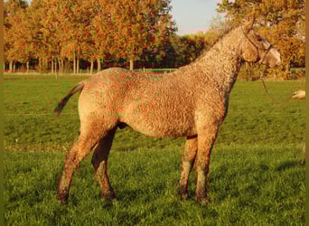 Curly Horse, Hengst, 3 Jahre, 150 cm, Falbe