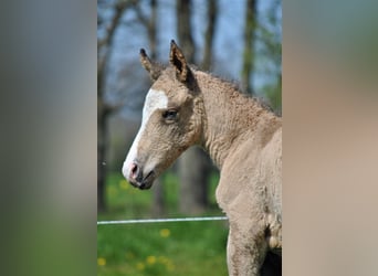 Curly Horse, Hengst, 3 Jahre, 150 cm, Falbe