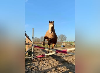 Curly Horse, Hengst, 3 Jahre, 150 cm, Falbe