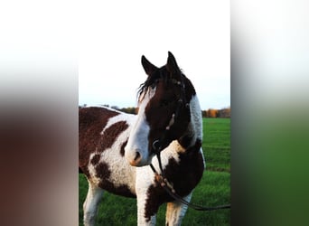 Curly Horse, Hengst, 3 Jahre, 162 cm, Schecke