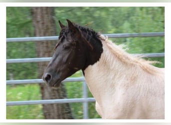 Curly Horse, Hengst, 4 Jaar, 143 cm, Tobiano-alle-kleuren