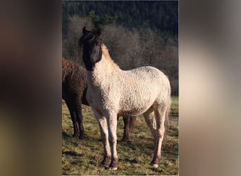 Curly Horse, Hengst, 4 Jaar, 143 cm, Tobiano-alle-kleuren