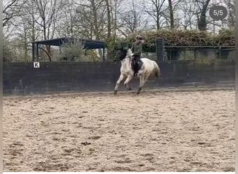 Curly Horse, Hengst, 4 Jahre, 143 cm, Tobiano-alle-Farben