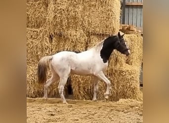 Curly Horse, Hengst, 4 Jahre, 145 cm, Tobiano-alle-Farben