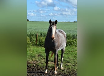 Curly Horse, Hengst, 4 Jahre, 145 cm, Tobiano-alle-Farben