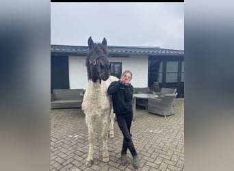 Curly Horse, Hengst, 4 Jahre, 146 cm, Tobiano-alle-Farben