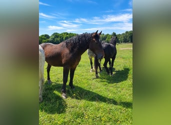 Curly Horse, Hengst, 4 Jahre, 155 cm, Brauner