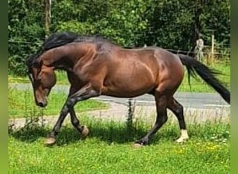 Curly Horse, Hengst, 5 Jaar, 150 cm, Donkerbruin