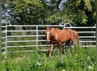 Curly Horse, Hengst, 5 Jahre, 150 cm, Fuchs