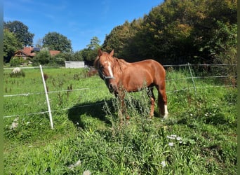 Curly Horse, Hengst, 5 Jahre, 150 cm, Fuchs