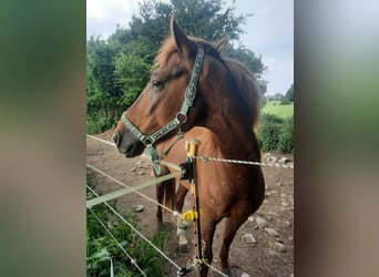 Curly Horse, Hengst, 5 Jahre, 155 cm, Fuchs