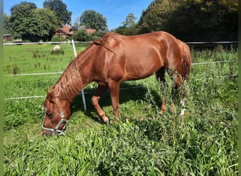 Curly Horse, Hengst, 6 Jaar, 150 cm, Vos