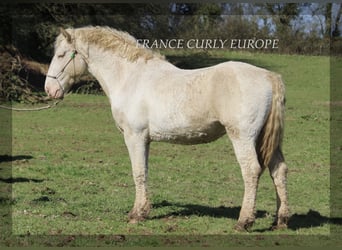 Curly Horse, Hengst, 7 Jaar, 160 cm, Buckskin