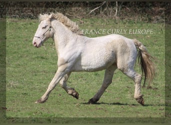 Curly Horse, Hengst, 7 Jahre, 160 cm, Buckskin
