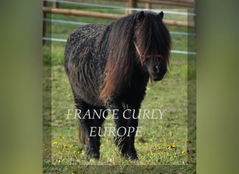 Curly Horse Mix, Hengst, 8 Jaar, 109 cm, Zwart