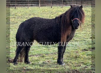 Curly Horse Mix, Hengst, 8 Jaar, 109 cm, Zwart