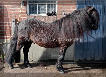 Curly Horse Mix, Hengst, 8 Jahre, 109 cm, Rappe