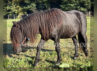 Curly Horse, Hengst, 8 Jahre, 109 cm, Rappe