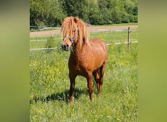 Curly Horse, Hengst, 8 Jahre, 128 cm, Fuchs