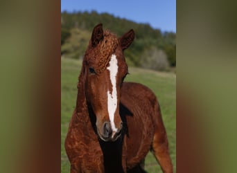 Curly Horse, Hengst, 3 Jaar, 145 cm, Donkere-vos
