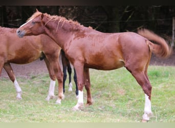 Curly Horse, Hengst, 3 Jaar, 145 cm, Donkere-vos