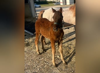 Curly Horse, Hengst, , 120 cm, Dunkelfuchs